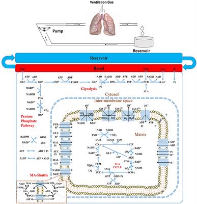 Integrated Computational Model of Lung Tissue Bioenergetics